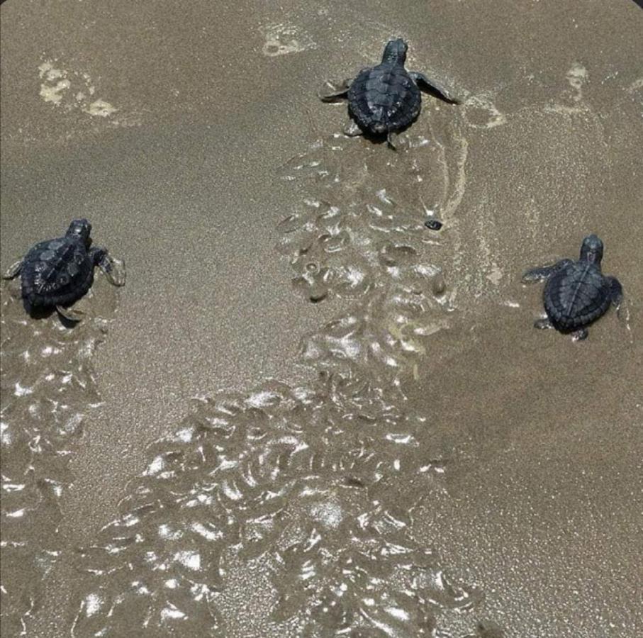 Guest house Turtle