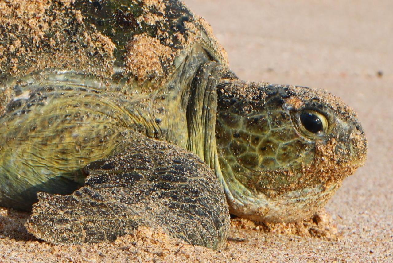 Turtle