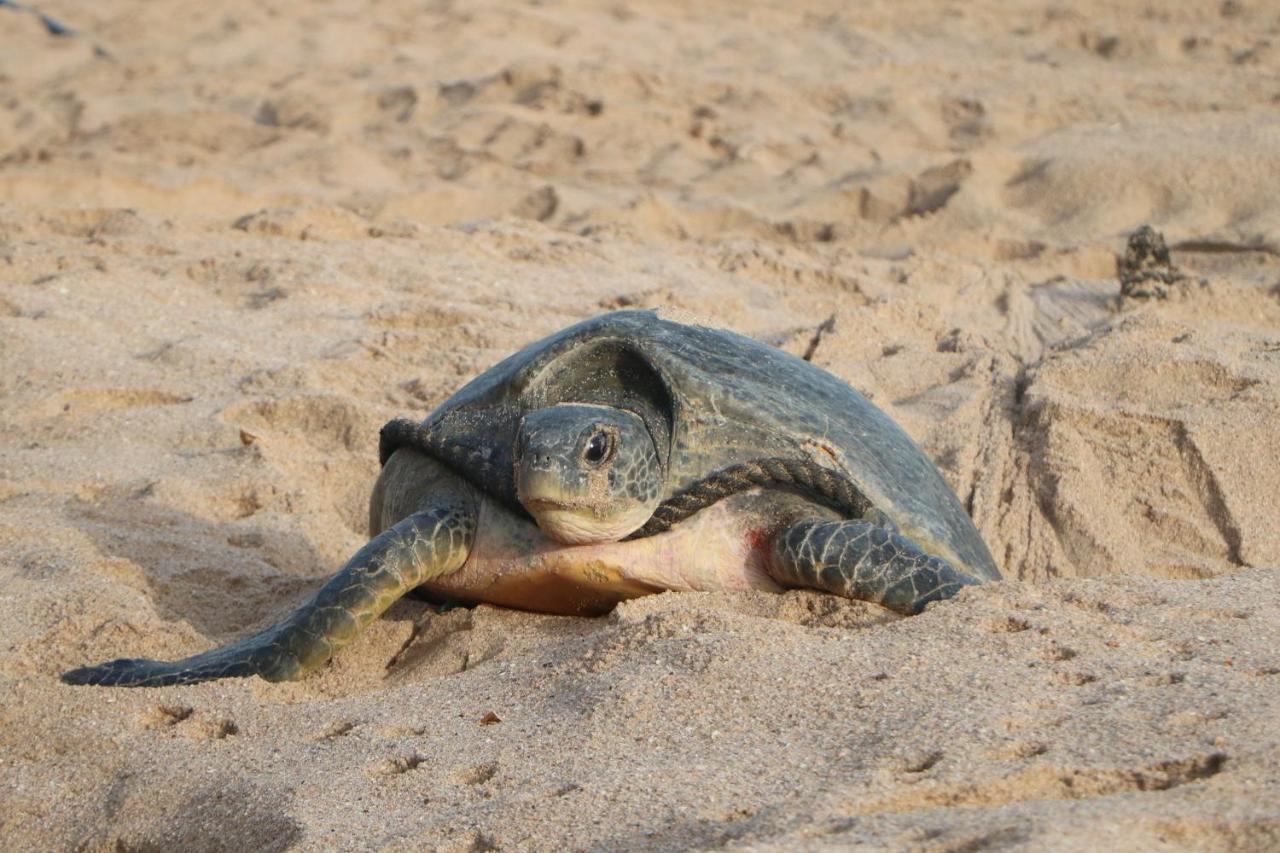 Guest house Turtle