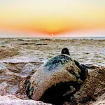 Turtle Guest House