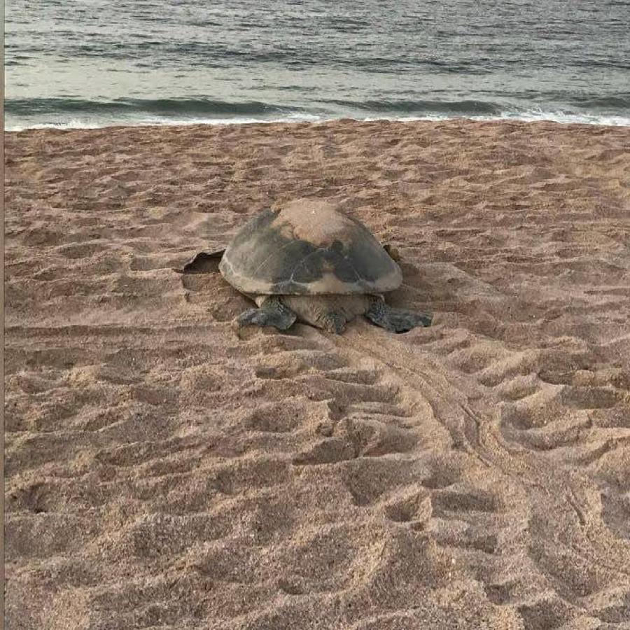 Turtle 3* Sur