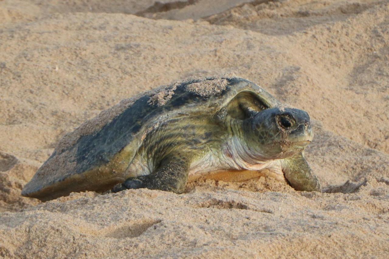 Maison d'hôtes Turtle