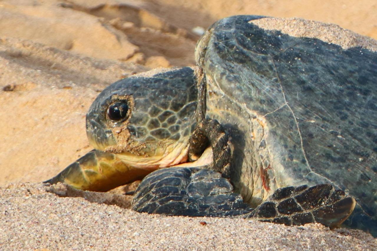 Turtle Sour